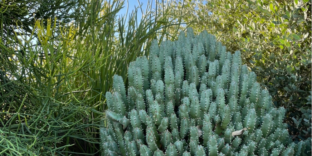 Blue Candle Cactus