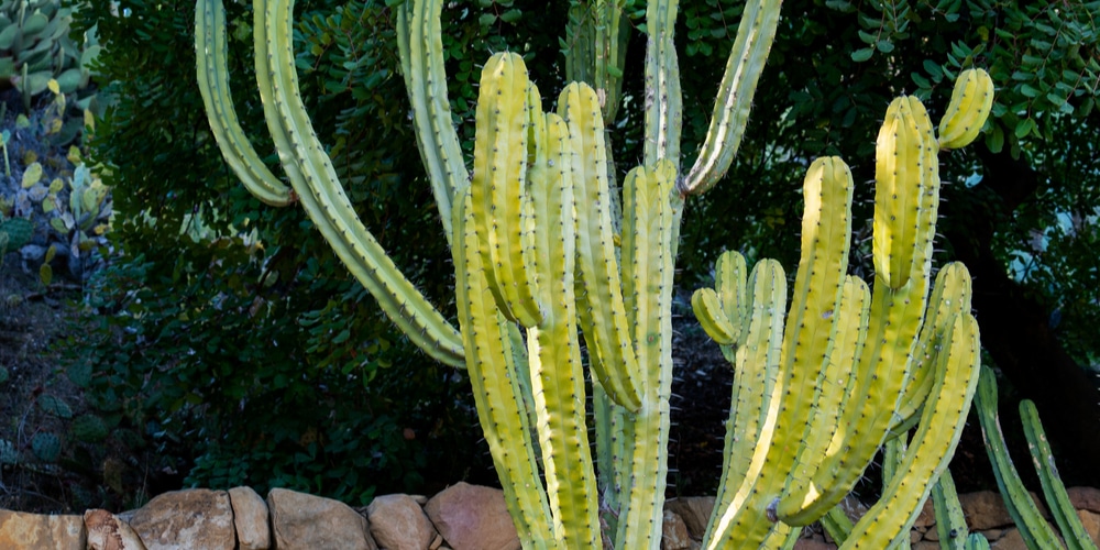 Blue Candle Cactus