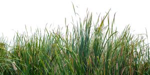 how to rejuvenate ornamental grass
