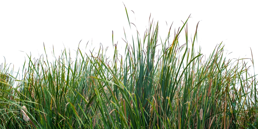 how to rejuvenate ornamental grass