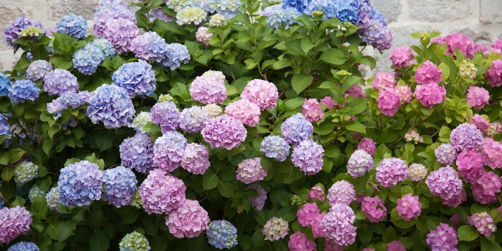 Blue Sunset Hydrangea