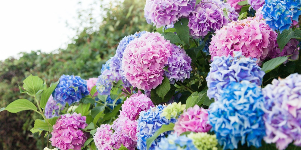 Image of Blue sunset hydrangea in a garden