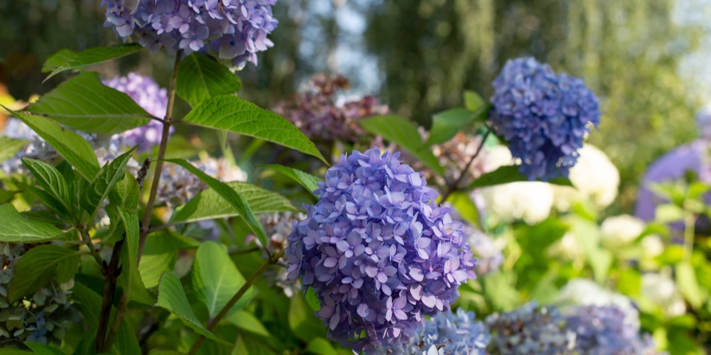 Blue Sunset Hydrangea