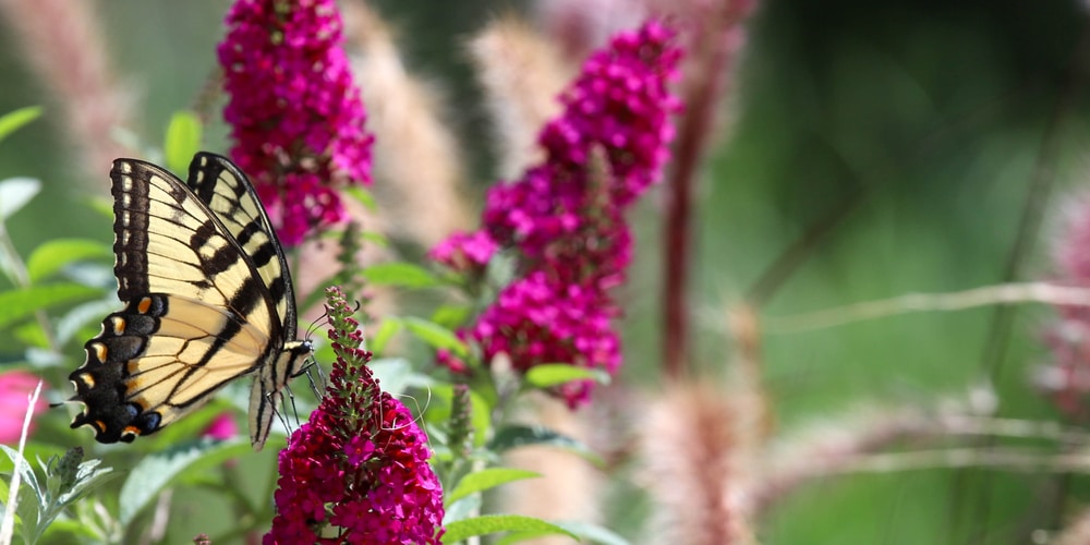 Flower That Looks Like a Lilac