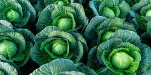 when to harvest cabbage