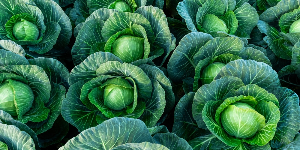 when to transplant cabbage