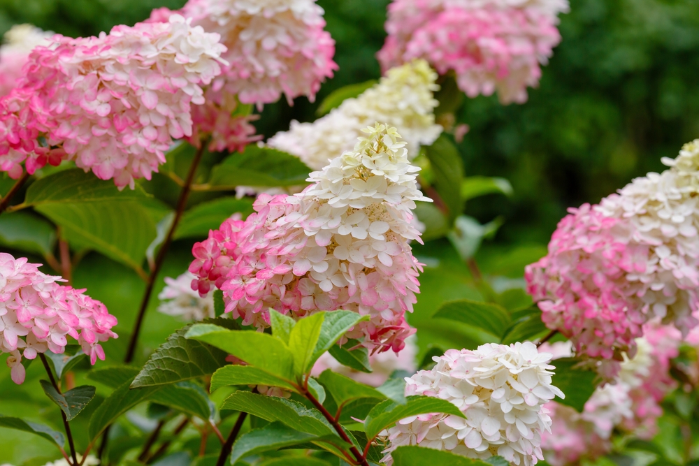 Candelabra Hydrangea