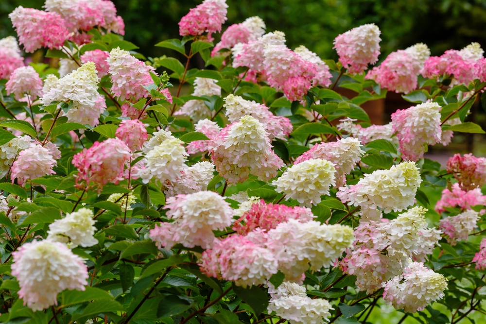 hydrangea candelabra