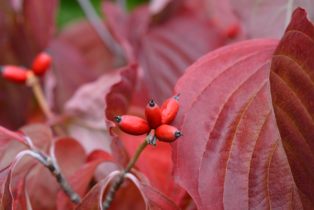 Cherokee Princess Dogwood