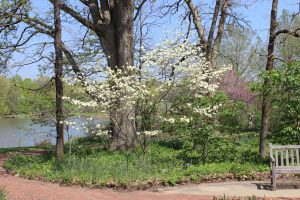 How Tall Do Dogwood Trees Get?