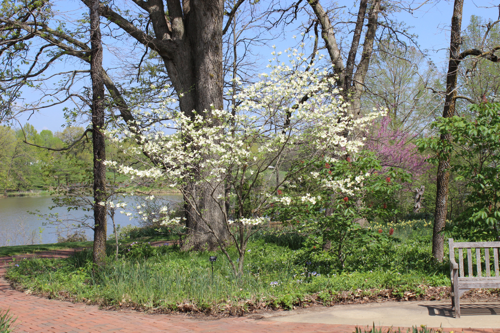 Cherokee Princess Dogwood