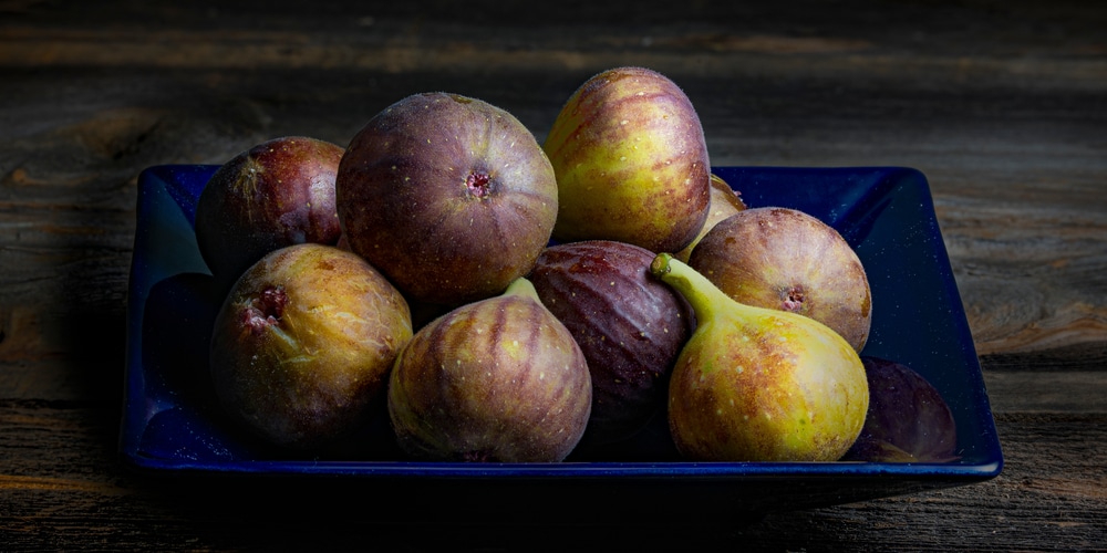 Fig Trees in Oregon