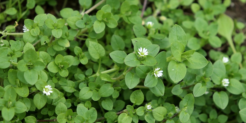 tenacity chickweed