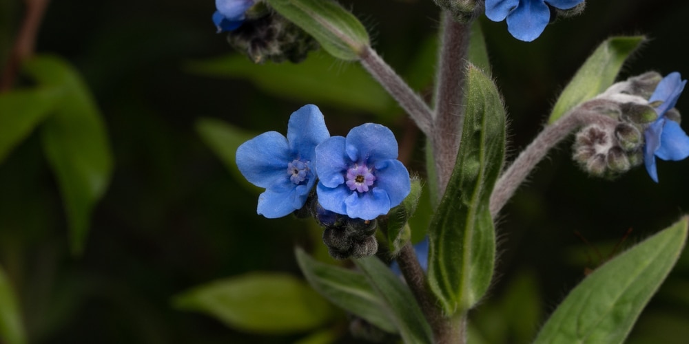 Chinese Forget Me Not