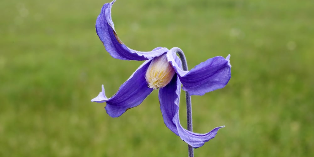 Clematis integrifolia Rooguchi