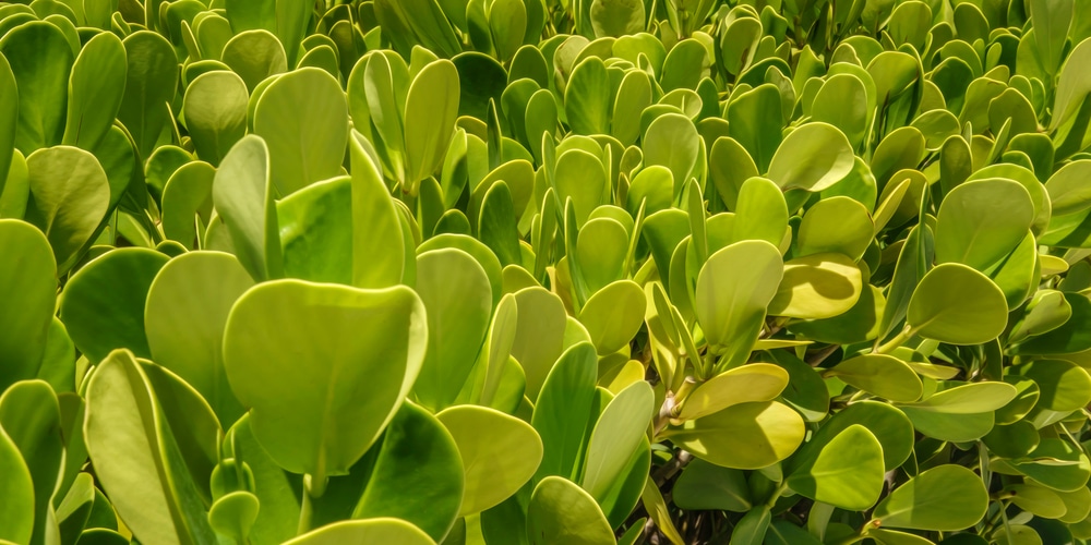 How and When to Trim a Clusia Hedge