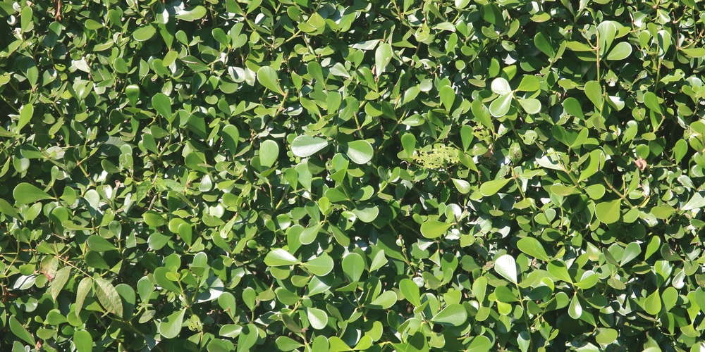 How to Plant Clusia Hedge