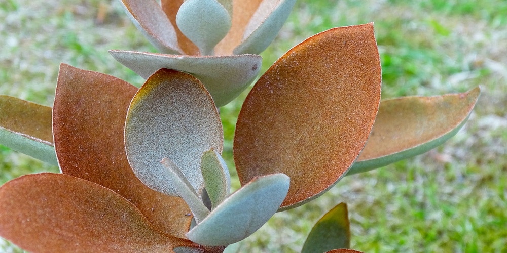 Fuzzy Succulents