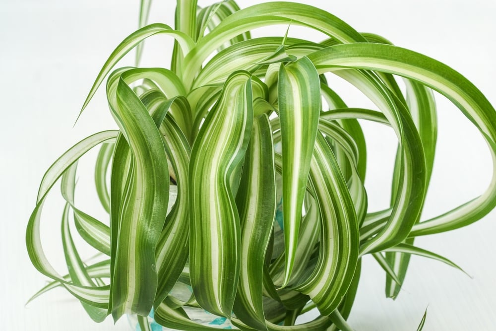 Curly Spider Plant