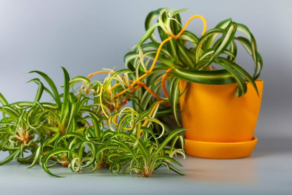 Curly Spider Plant