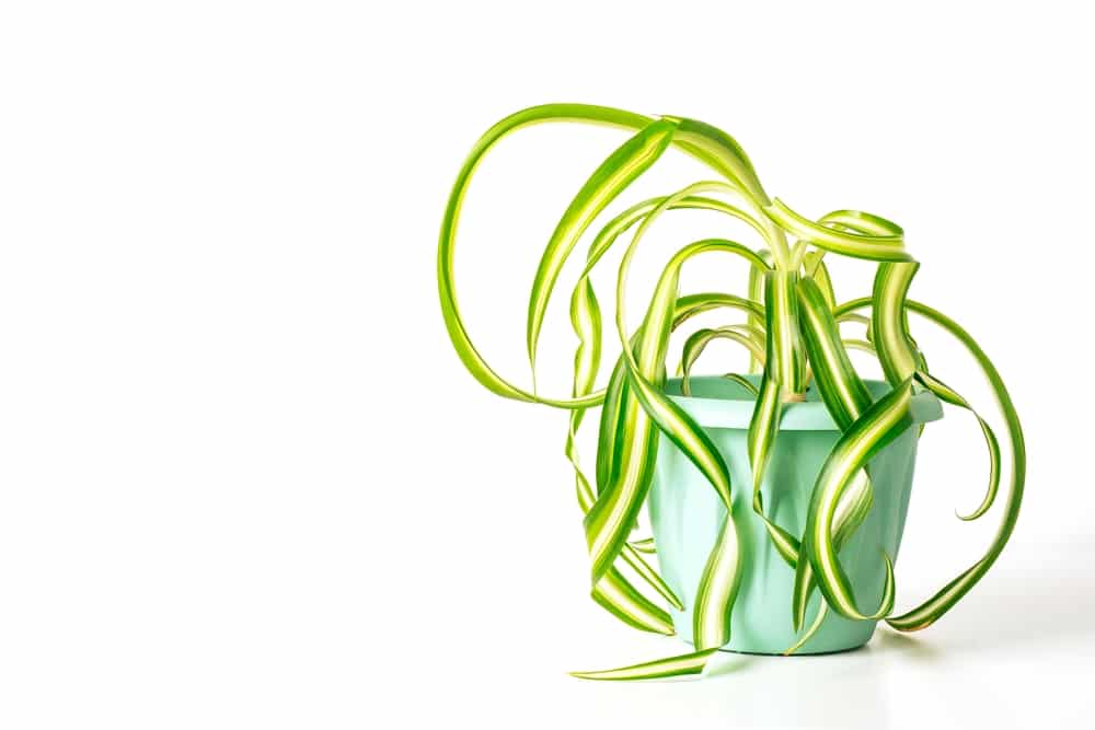 Curly Spider Plant