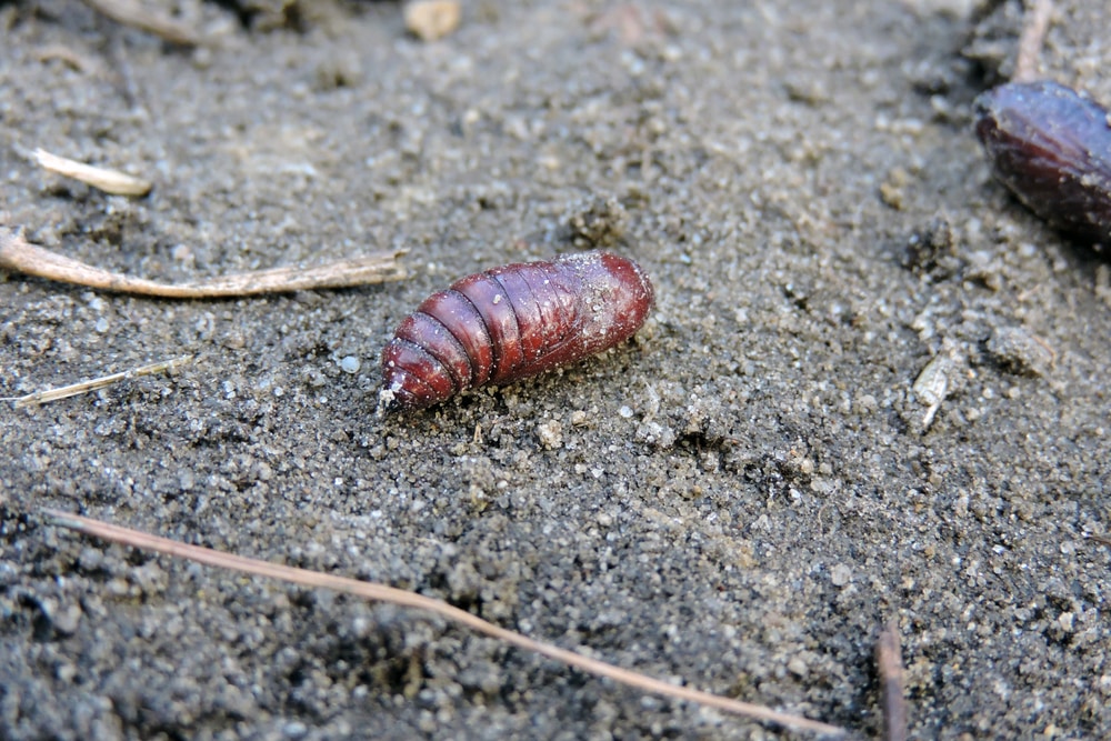 Red Grub in Soil