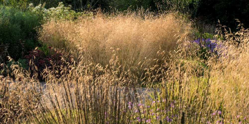 Best Ornamental Grasses For Wet Soil