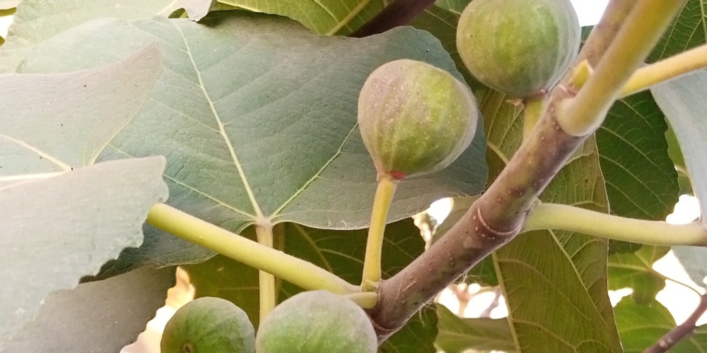 Best Figs to Grow in Georgia