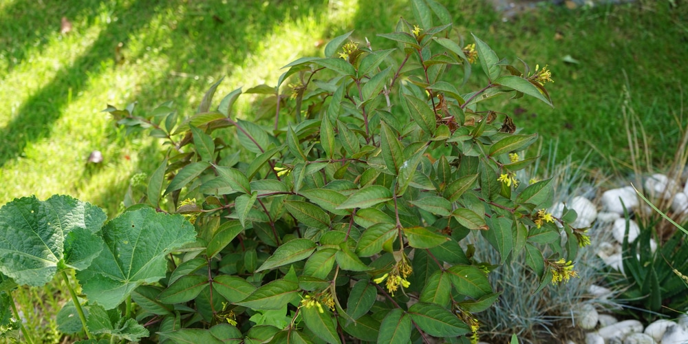 Diervilla splendens