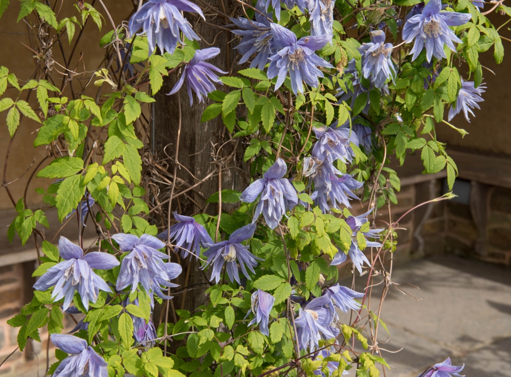 Purple Evergreen Shrubs