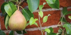 are pear trees self pollinating