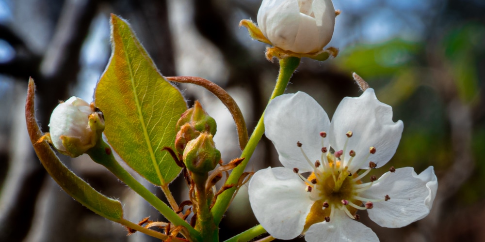 Dwarf Comice Pear Tree