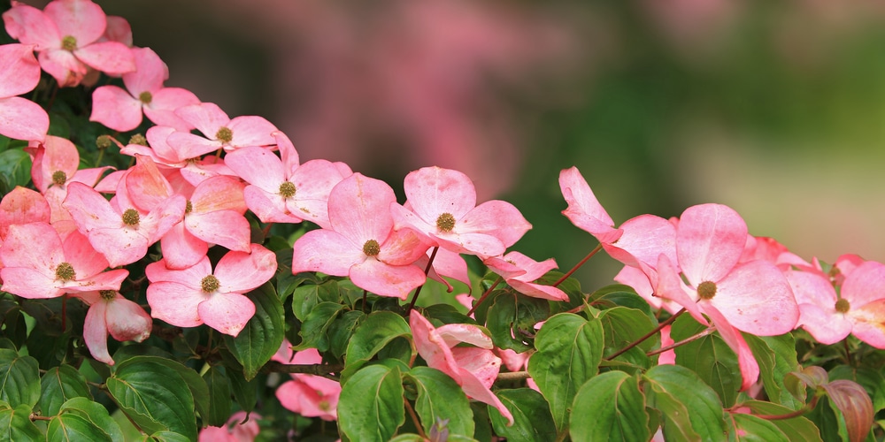 Dwarf Pink Kousa Dogwood 