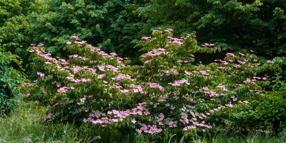 Dwarf Pink Kousa Dogwood 