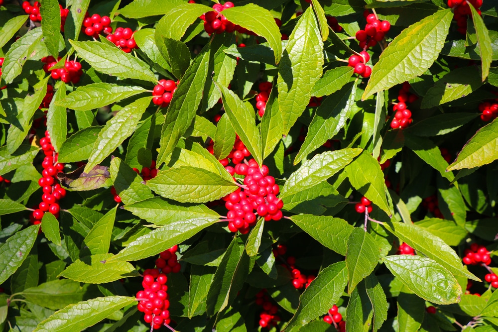 Eagleston Holly