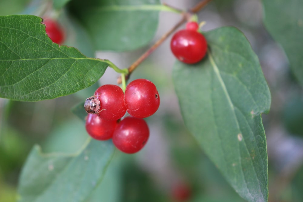 Eagleston Holly