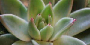 Echeveria Agavoides