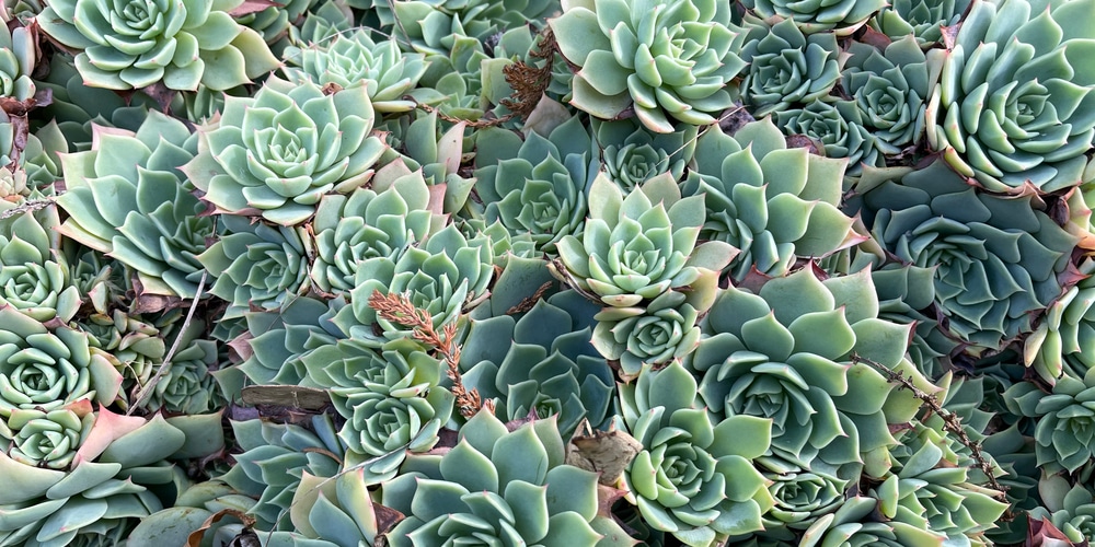 Echeveria Agavoides