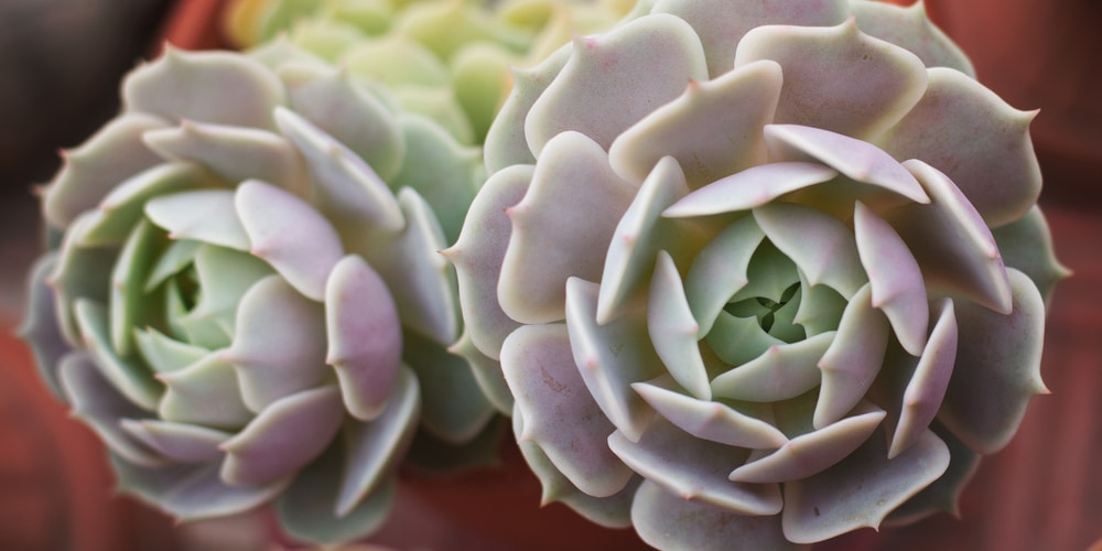 Echeveria Lola