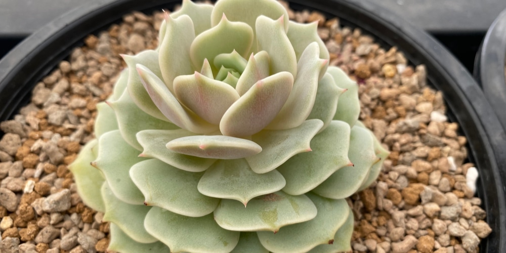 Echeveria Lola