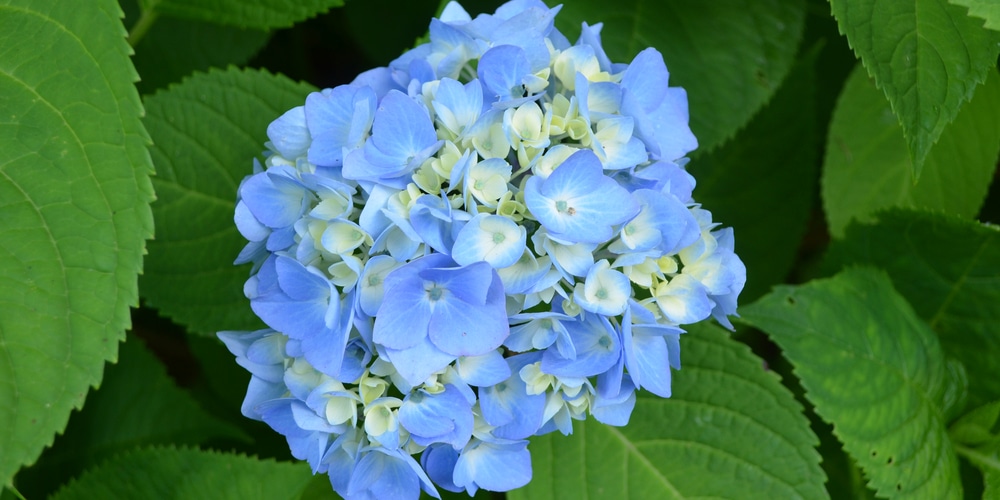 Hydrangea Leaves Turning Black