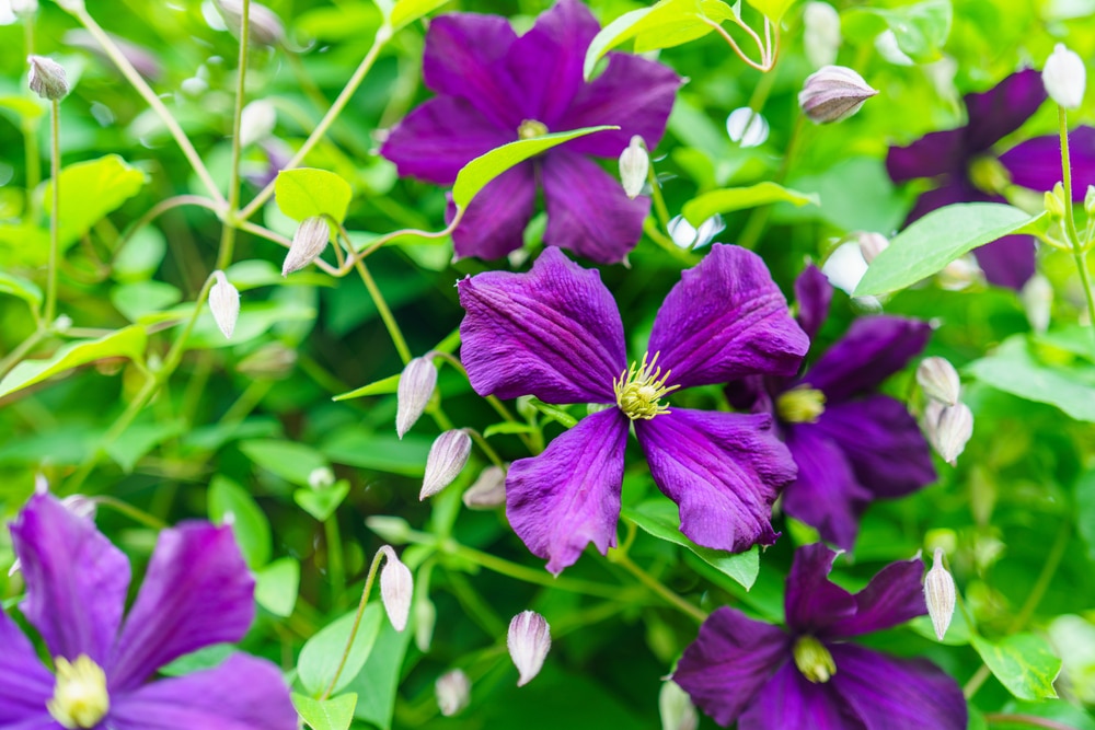 Which Plants Have Red and Purple Flowers?