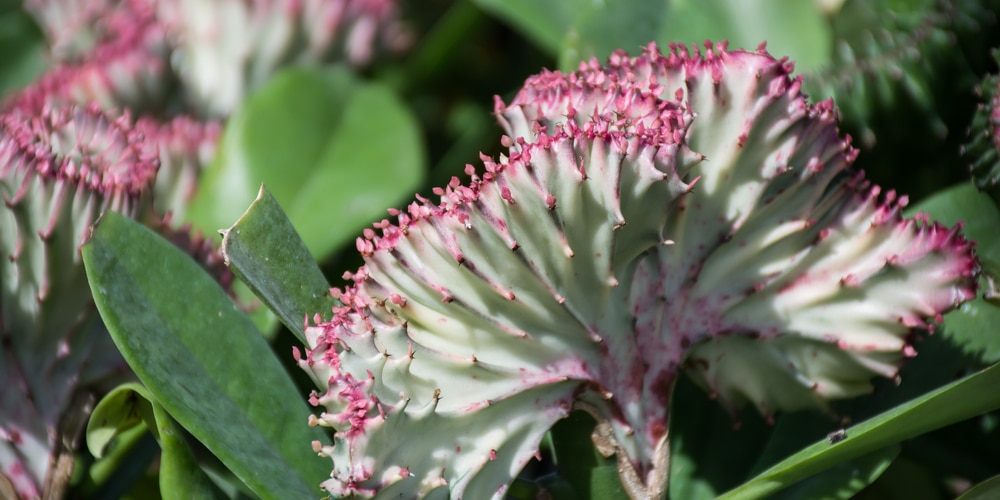 Euphorbia Lactea