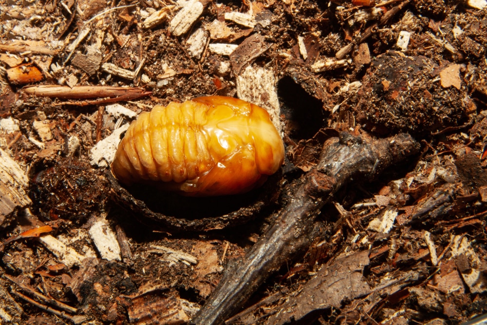 Red Grub in Soil