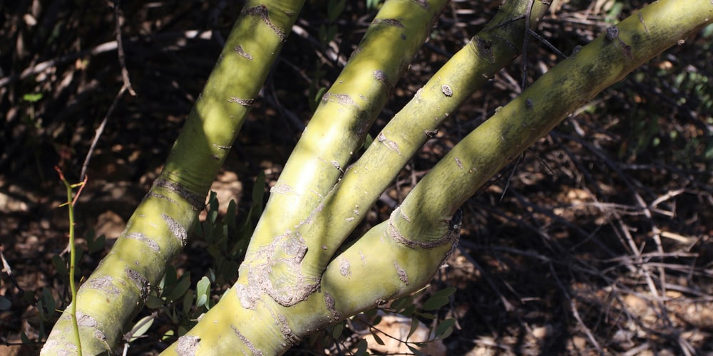 palo verde tree not blooming