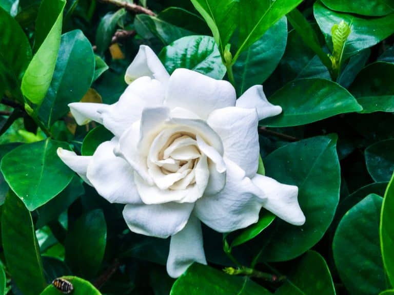 Hardy Daisy Gardenia Growth and Care Guide GFL Outdoors