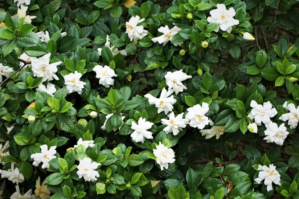 Gardenia Zone 6