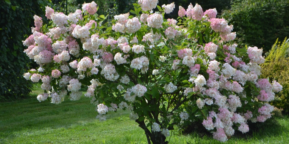 Hydrangeas For Full Sun