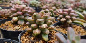 Graptoveria Amethorum