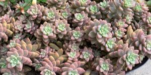 Graptoveria Harry Watson